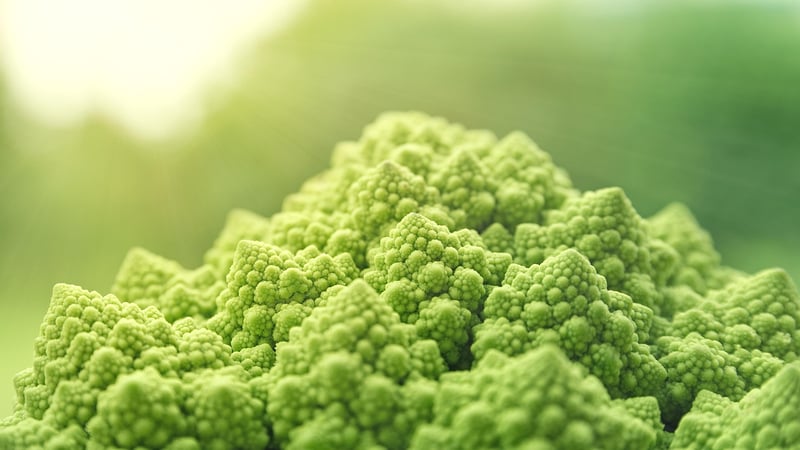 Nature-Inspired Cuisine